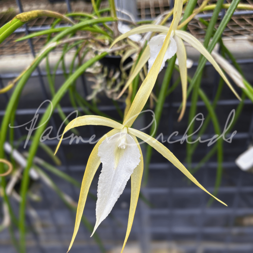 Brassavola SVO Crazyarachno (Brassavola perrinii × Brassavola